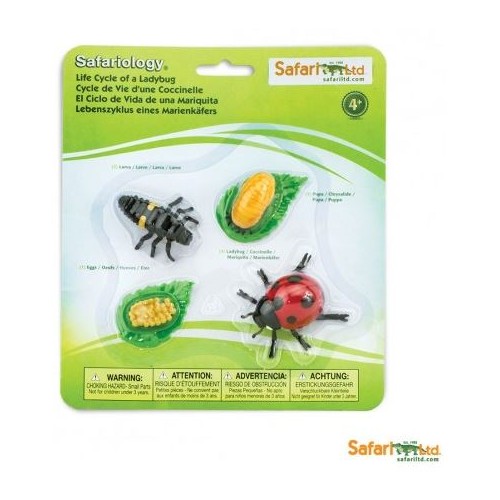 Ladybug development - Safari Ltd Safariology