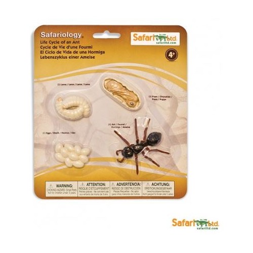 Vývoj mravenec - Safari Ltd Safariology