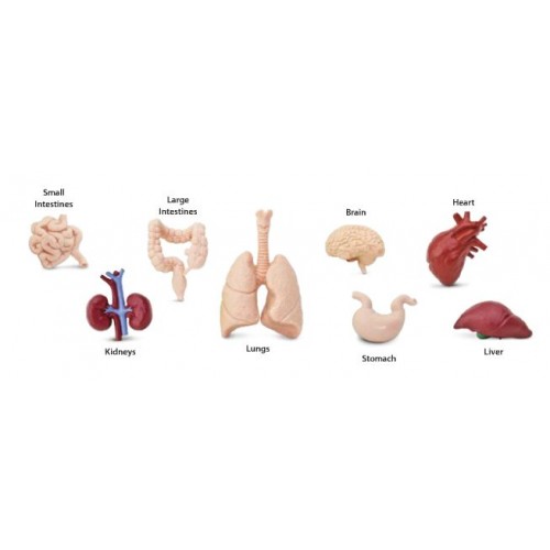 Human organs - tuba Safari Ltd