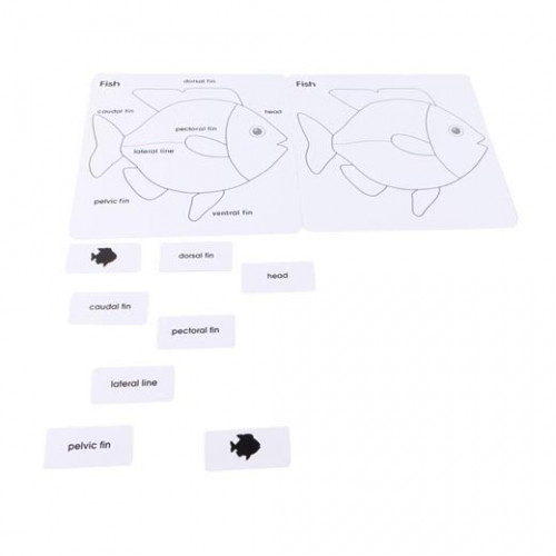 Englische Karten für Rätsel - Fisch