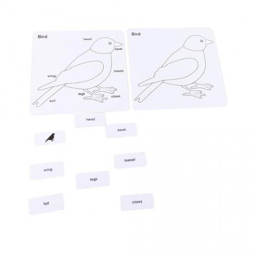 Anglické karty pro puzzle - pták