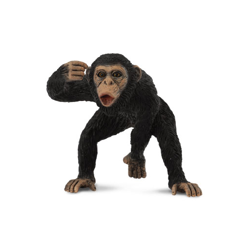 Šimpanz 