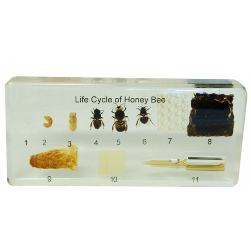 Honigbienen-Vorbereitung