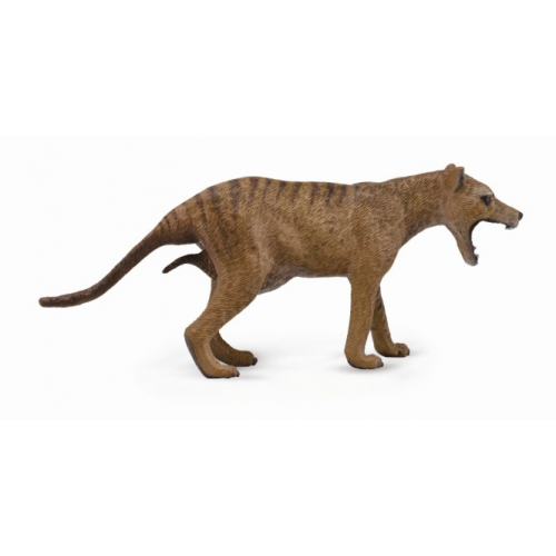 Tasmánský tygr - Thylacine - samice