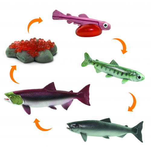 SAFARI Ltd figurka Životní cyklus losos