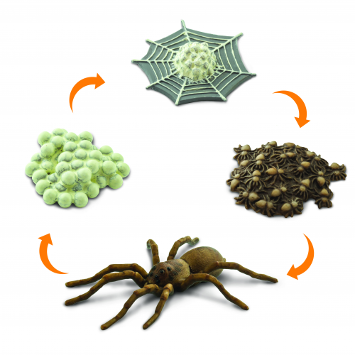 SAFARI Ltd figurka Životní cyklus pavouk