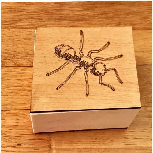 Krabička na vývojový cyklus - mravenec
