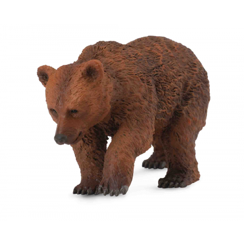 Medvěd hnědý - mládě