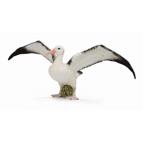 Albatros stěhovavý