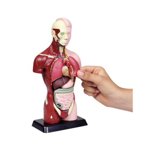 Model člověka - kostra a orgány