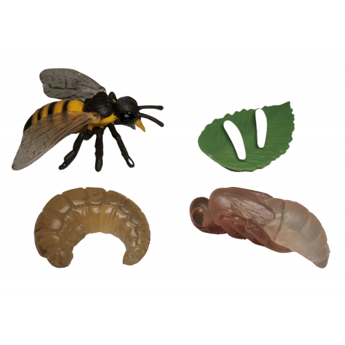 Životní cyklus - včela/vosa