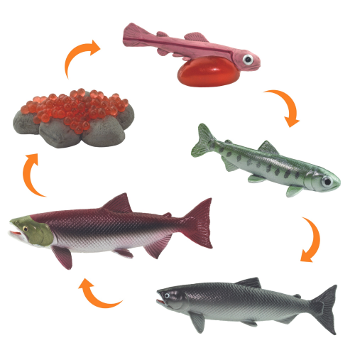 Životní cyklus - losos