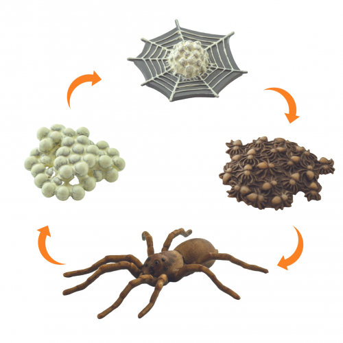 Animal Life - Životní cyklus pavouk