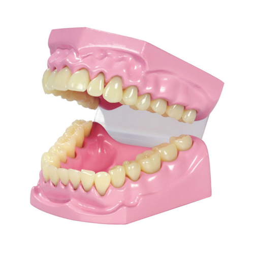 Model zubů