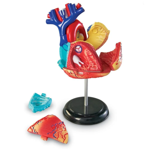 Learning Resources - Model anatomie srdce
