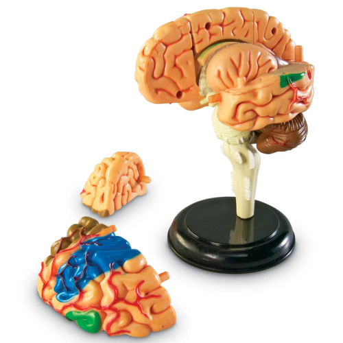 Learning Resources - Model anatomie mozku